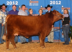 Red Heifer (American Brangus)